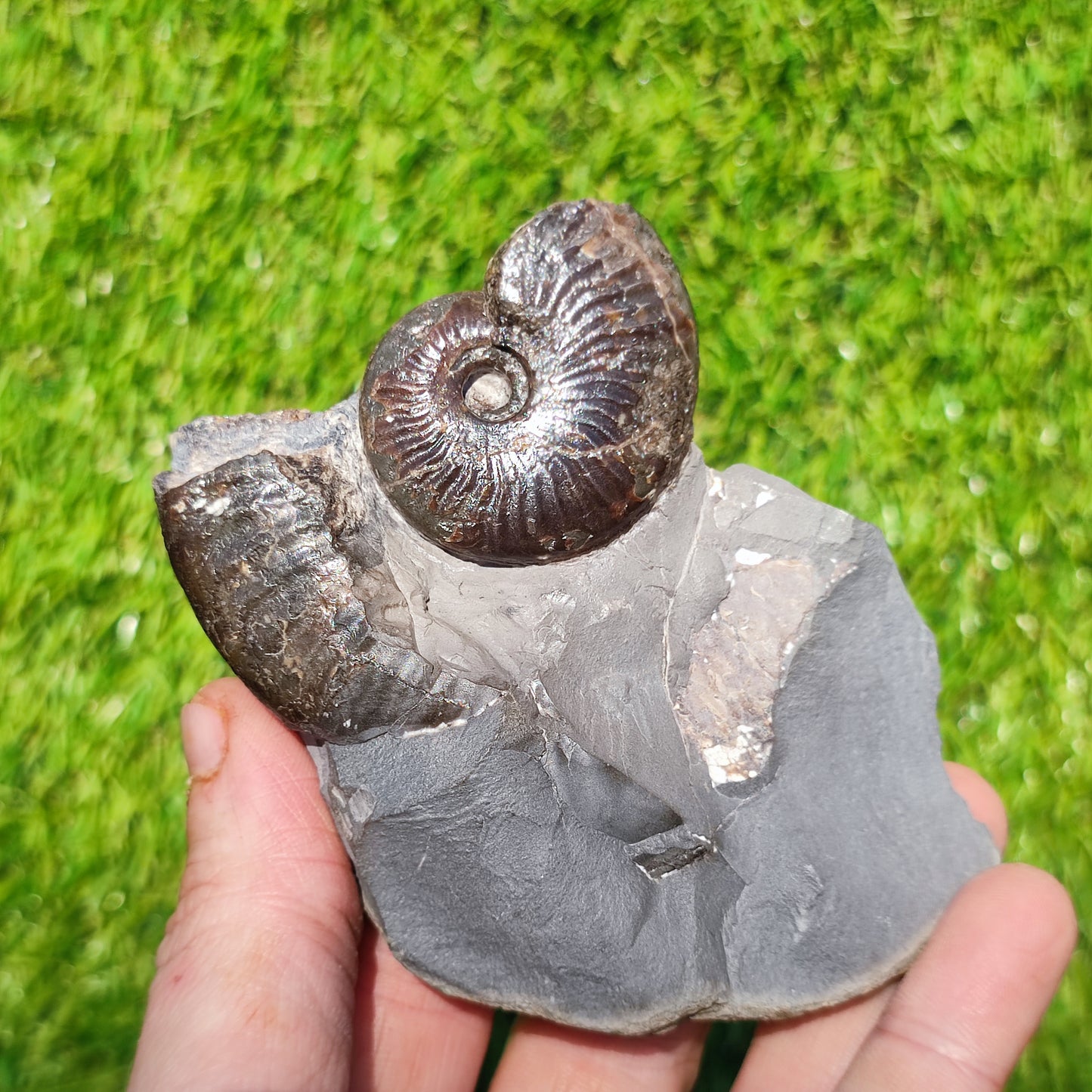 Pseudolioceras ammonite fossil Sandsend Whitby