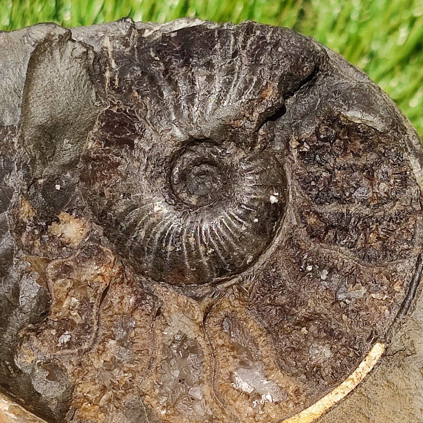 Pseudolioceras ammonite fossil Yorkshire