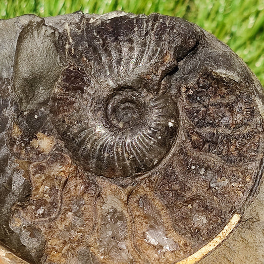 Pseudolioceras ammonite fossil Yorkshire