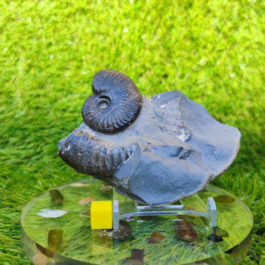 Pseudolioceras ammonite fossil Sandsend Whitby