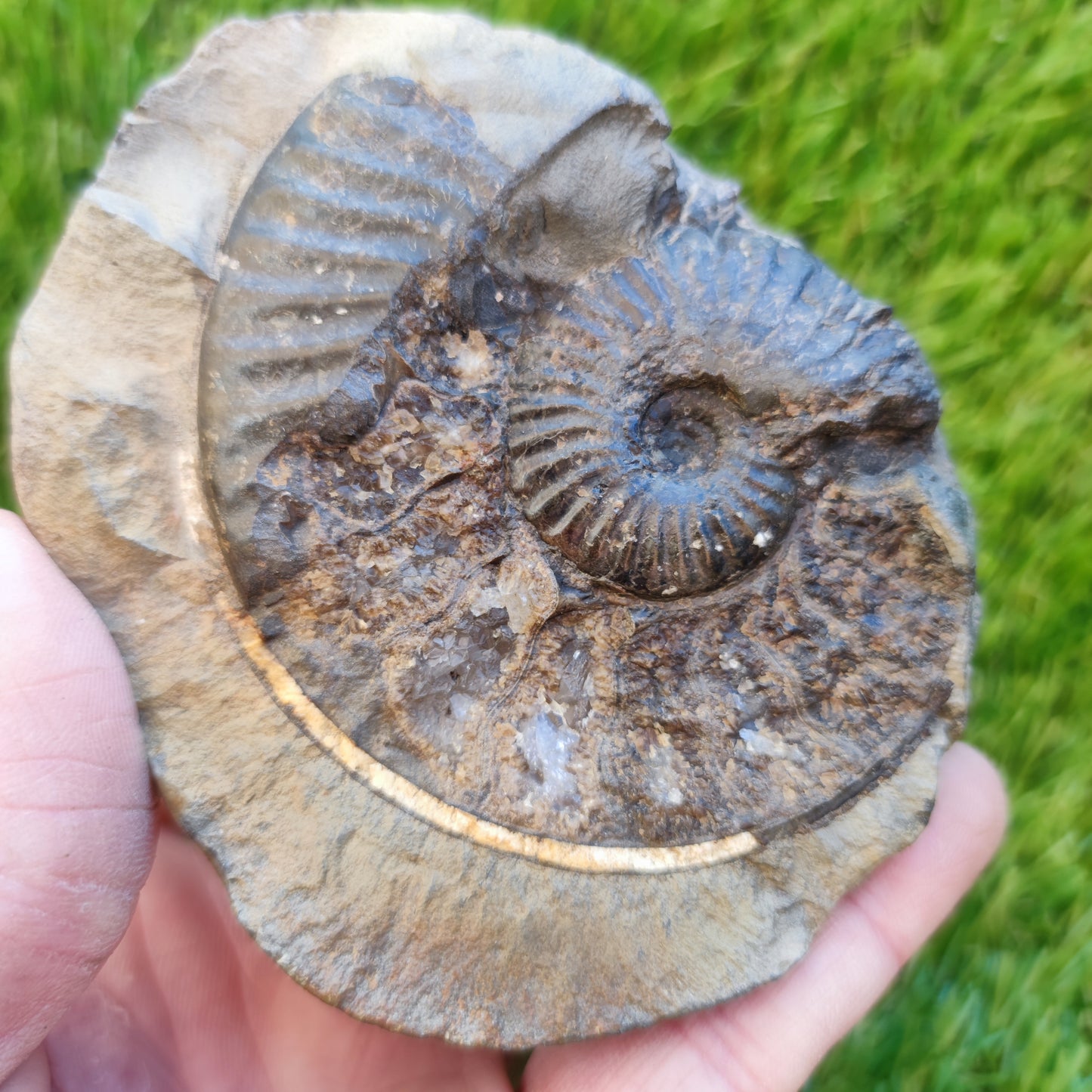 Pseudolioceras ammonite fossil Yorkshire