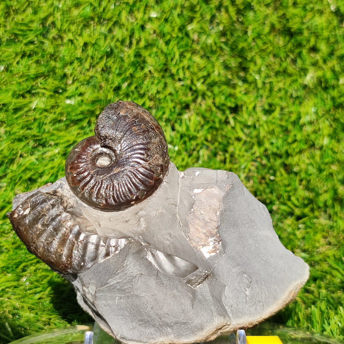 Pseudolioceras ammonite fossil Sandsend Whitby