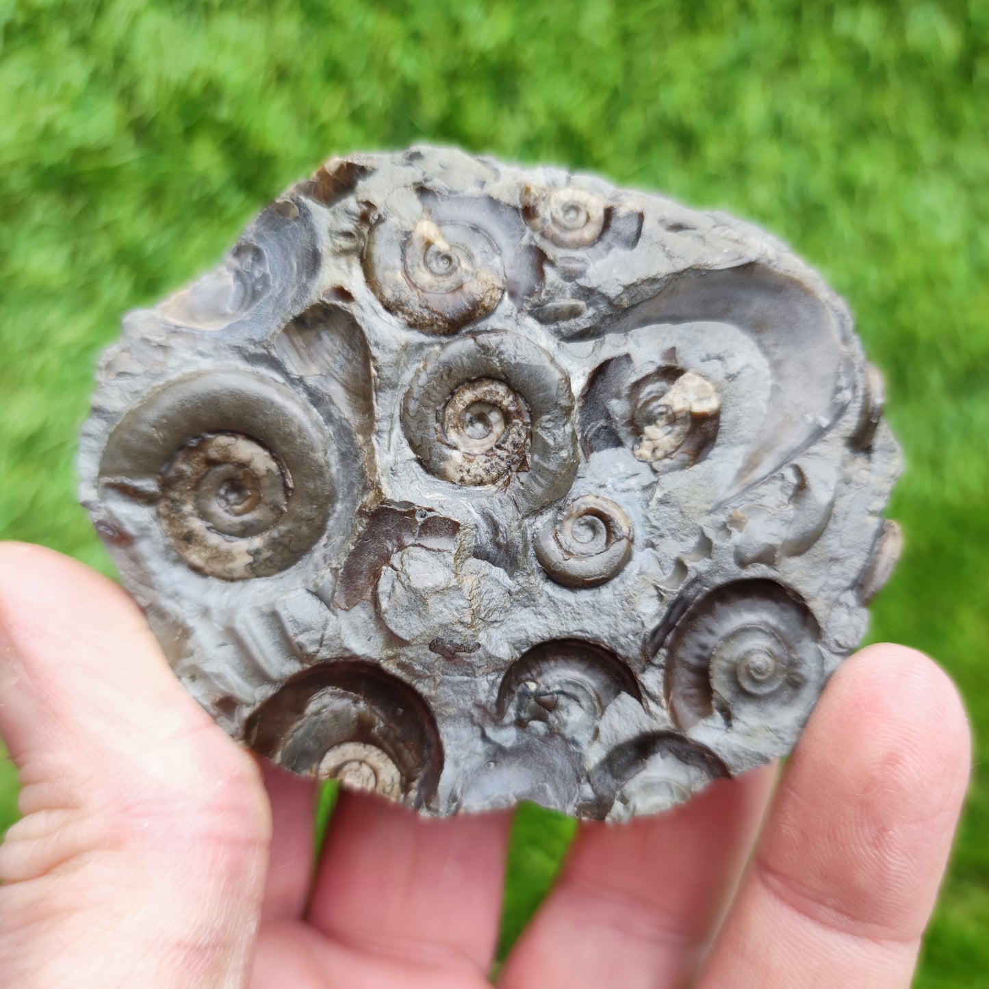 Psiloceras ammonite rare multi block lower lias