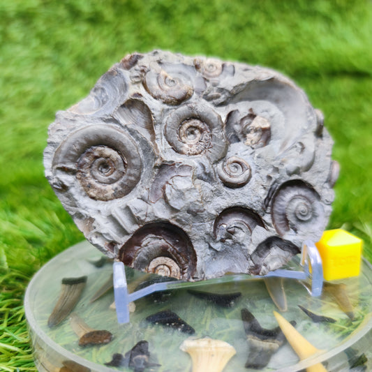Psiloceras ammonite rare multi block lower lias