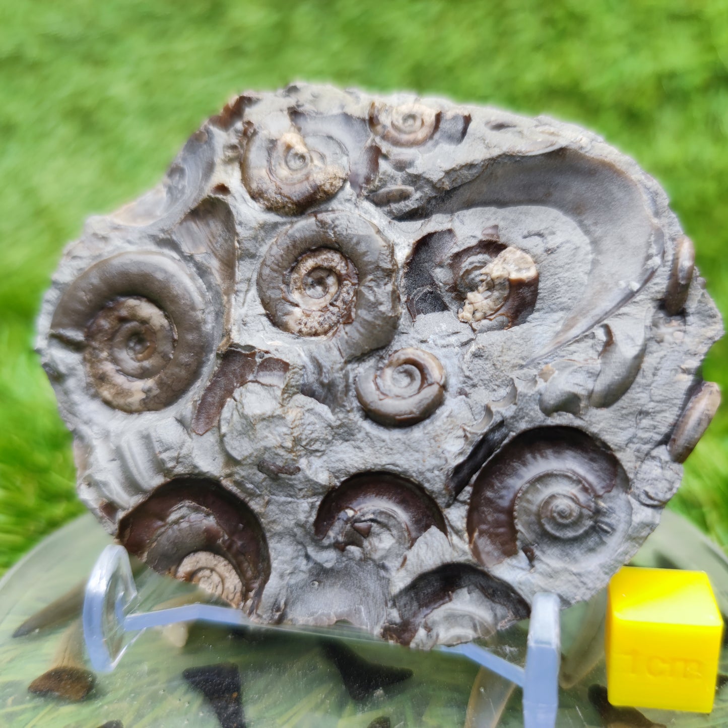 Psiloceras ammonite rare multi block lower lias
