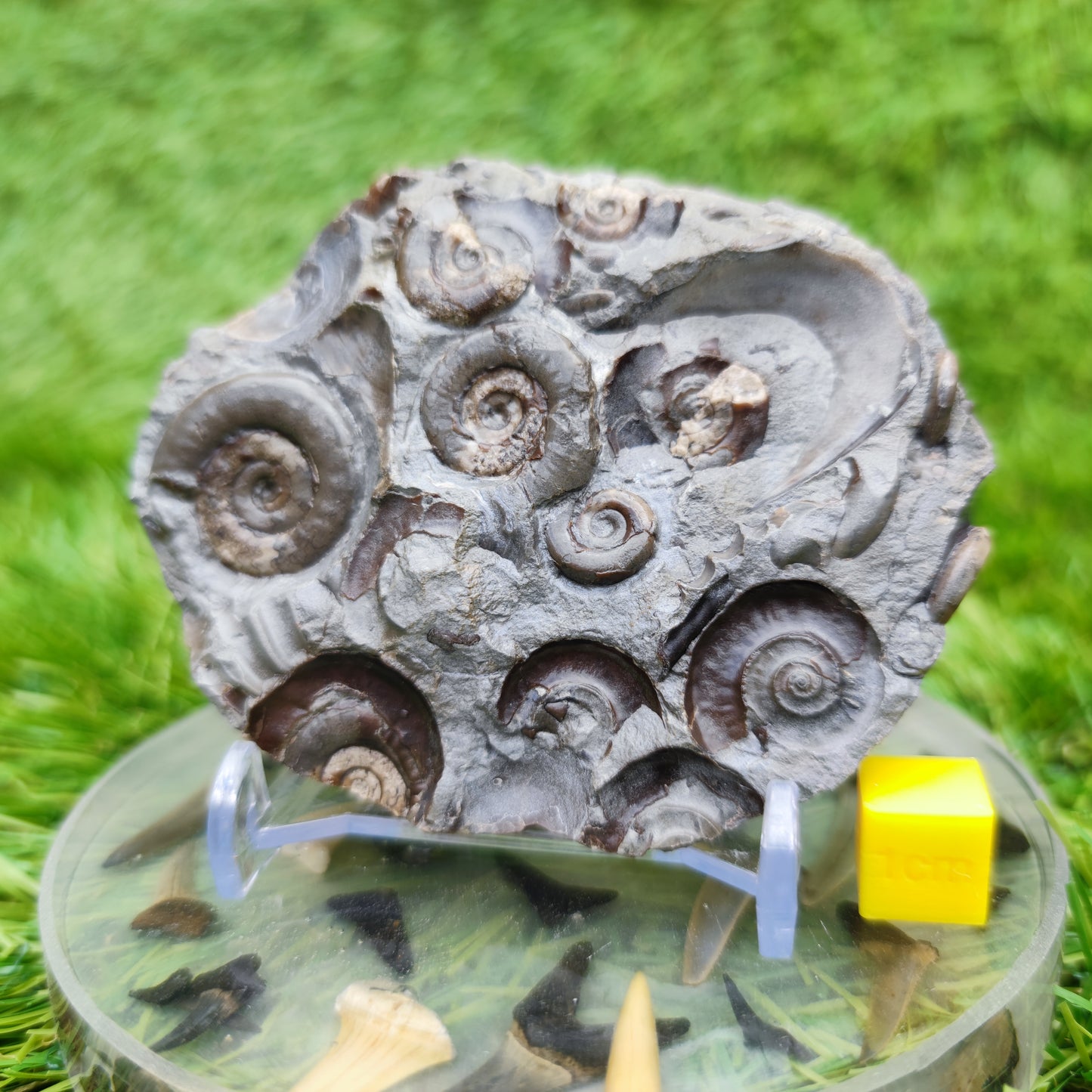 Psiloceras ammonite rare multi block lower lias
