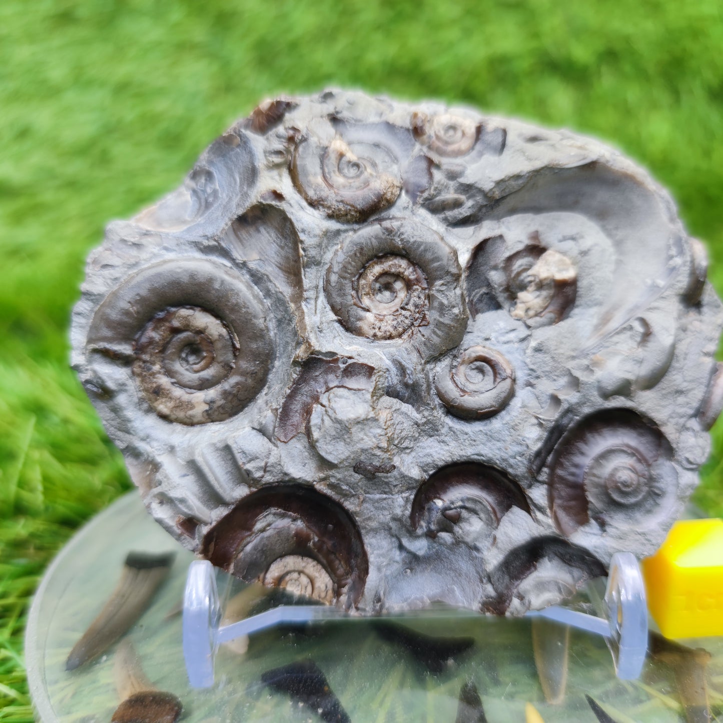 Psiloceras ammonite rare multi block lower lias