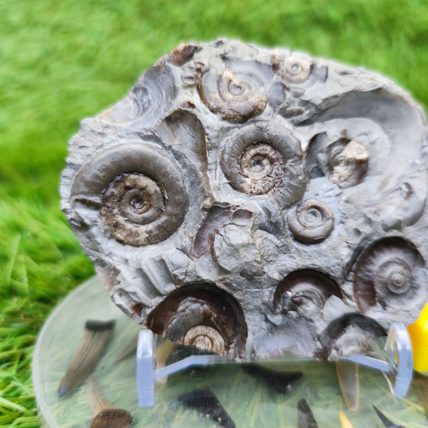 Psiloceras ammonite rare multi block lower lias