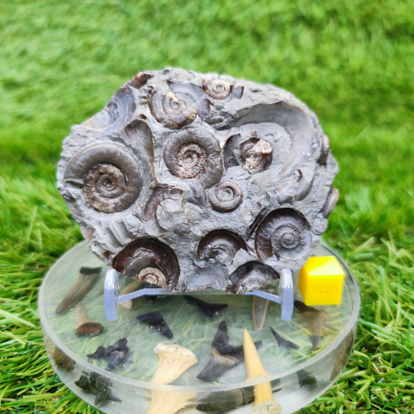 Psiloceras ammonite rare multi block lower lias