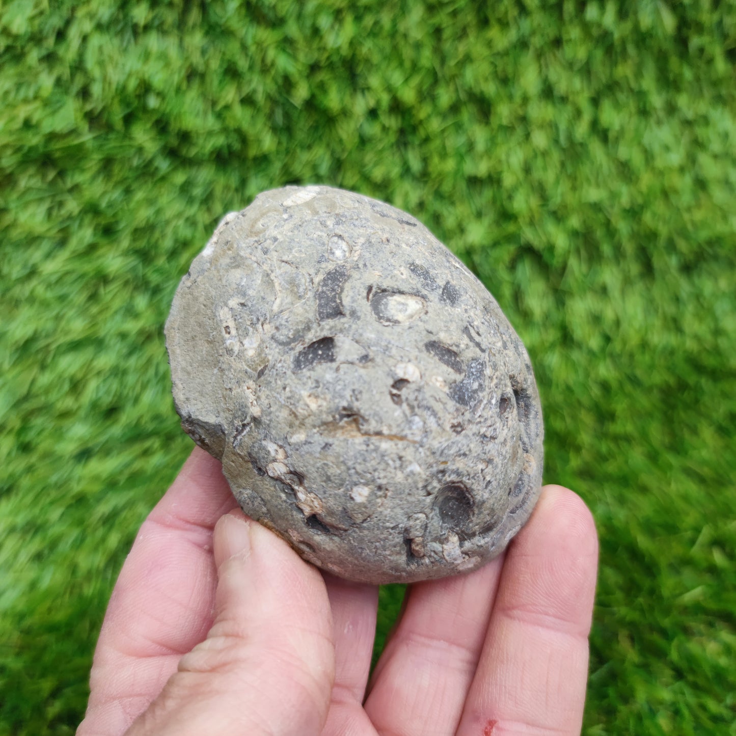 Psiloceras ammonite rare multi block lower lias