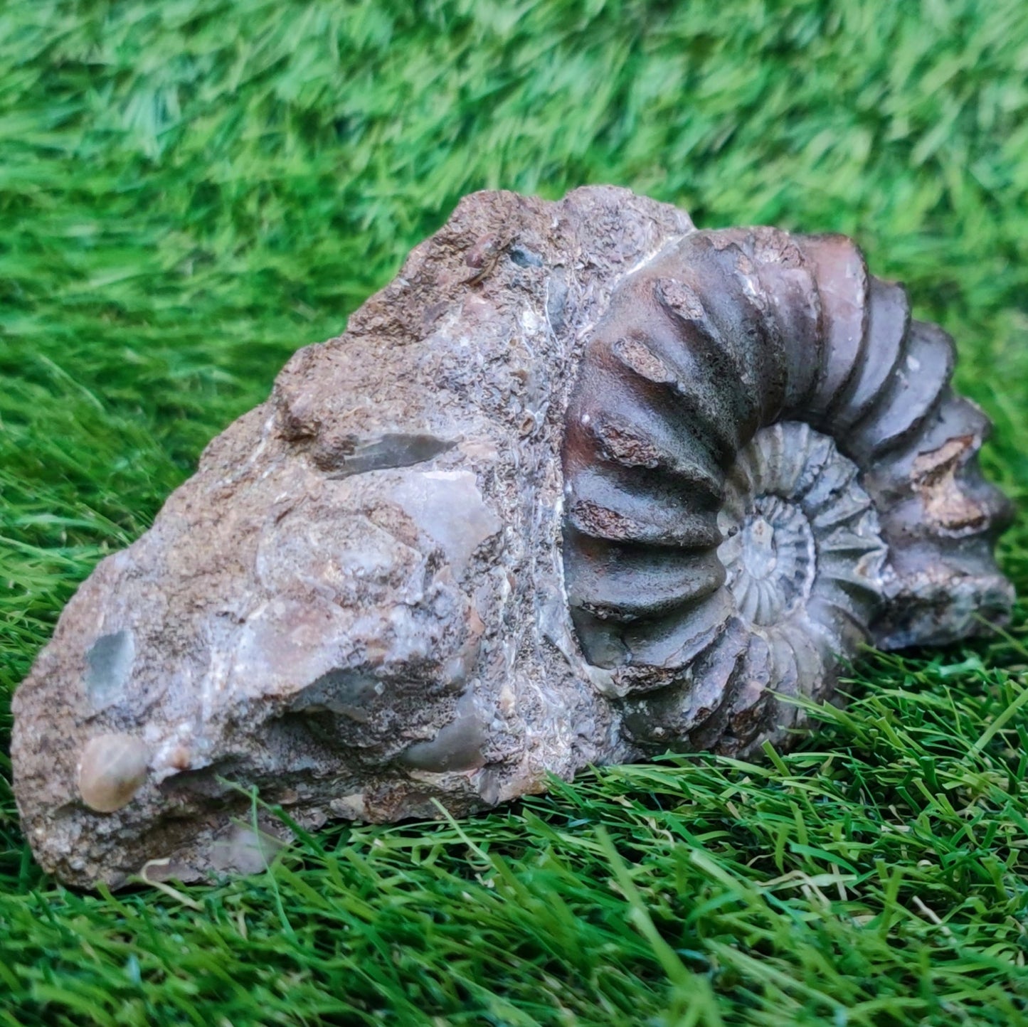 Scunthorpe Aegastoceras saggitarium ammonite fossil