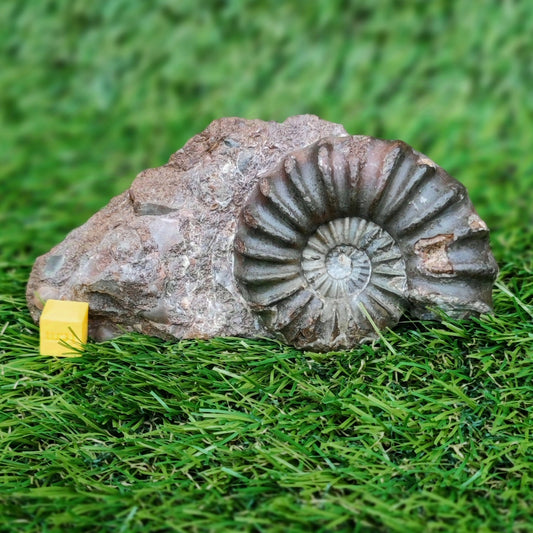 Scunthorpe Aegastoceras saggitarium ammonite fossil