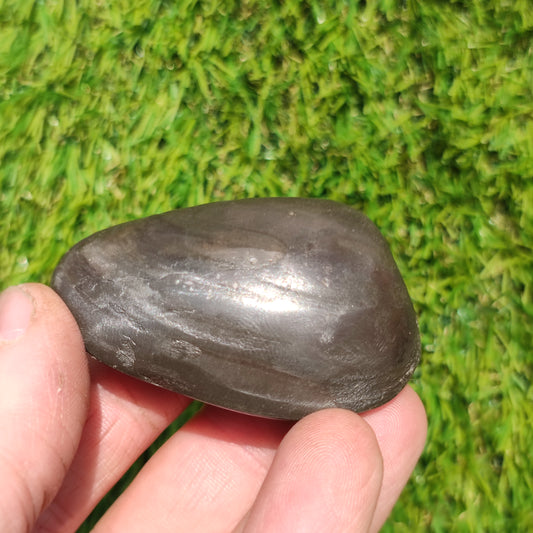 Polished shell fossil Whitby Yorkshire