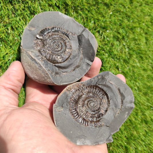 Ammonite fossil split pair Yorkshire