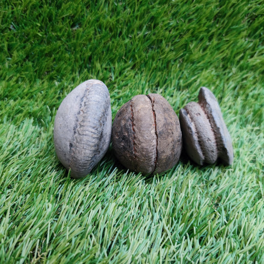 Split your own ammonite fossil pack of 3 Yorkshire UK