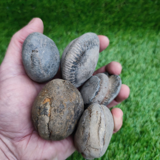 Split your own ammonite fossil pack of 5 Yorkshire UK