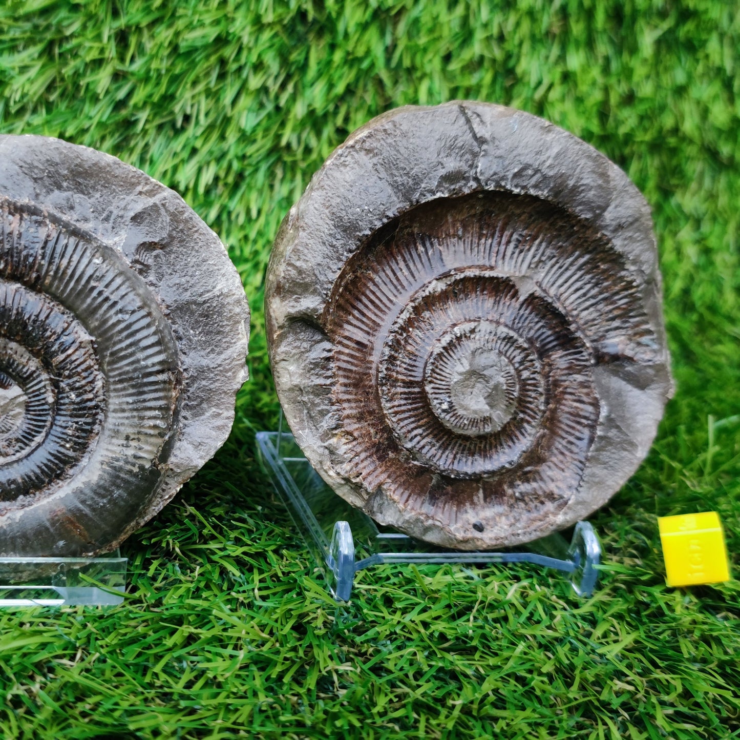 Ammonite split pair positive and negative  Yorkshire Jurassic coast