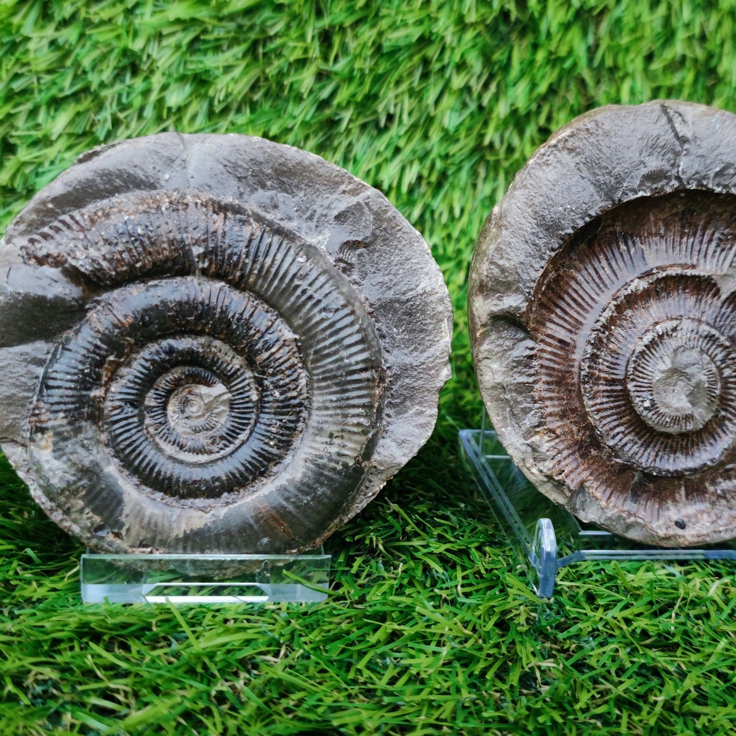 Ammonite split pair positive and negative  Yorkshire Jurassic coast