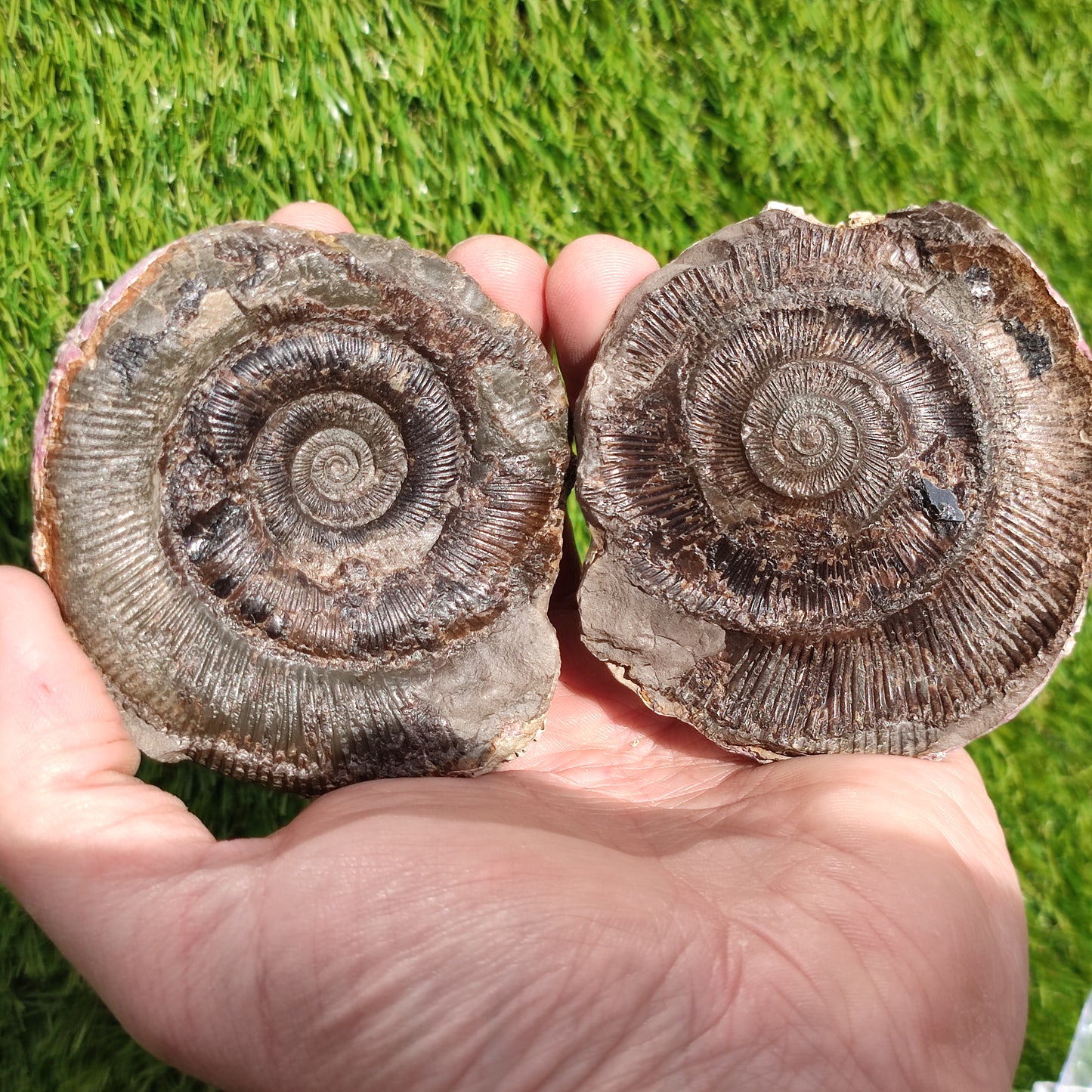 Fossil dactylioceras tenuicostatum pos/ neg