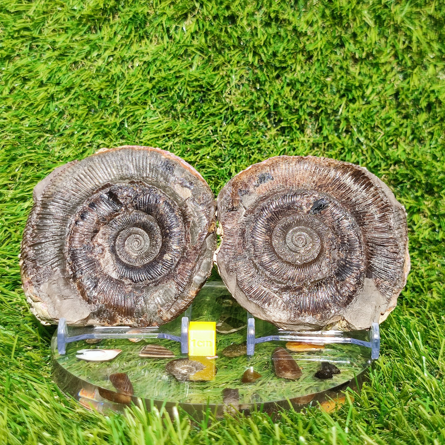 Fossil dactylioceras tenuicostatum pos/ neg