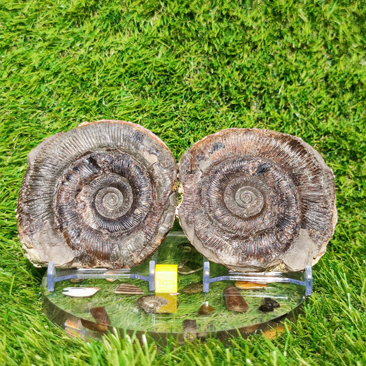 Fossil dactylioceras tenuicostatum pos/ neg