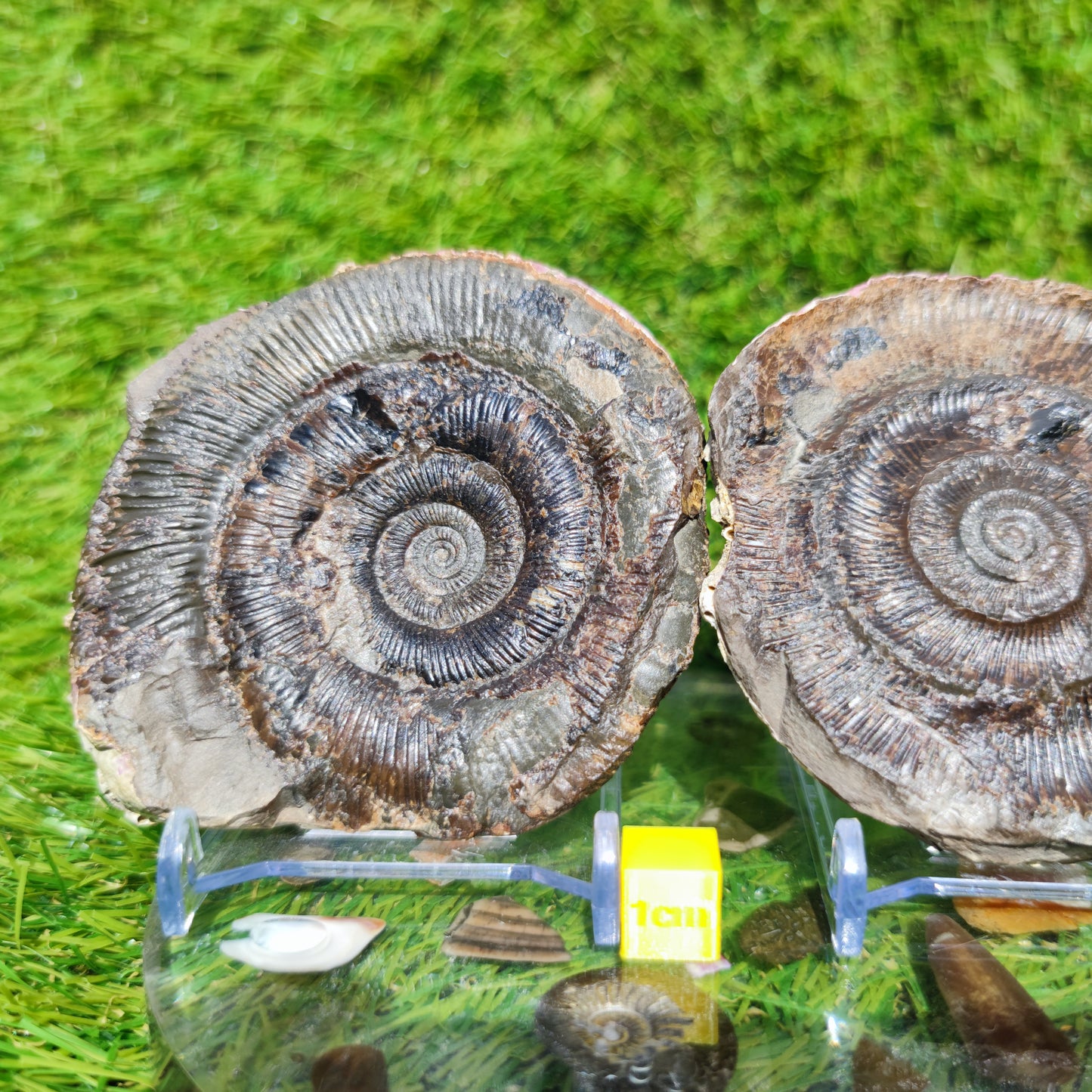 Fossil dactylioceras tenuicostatum pos/ neg