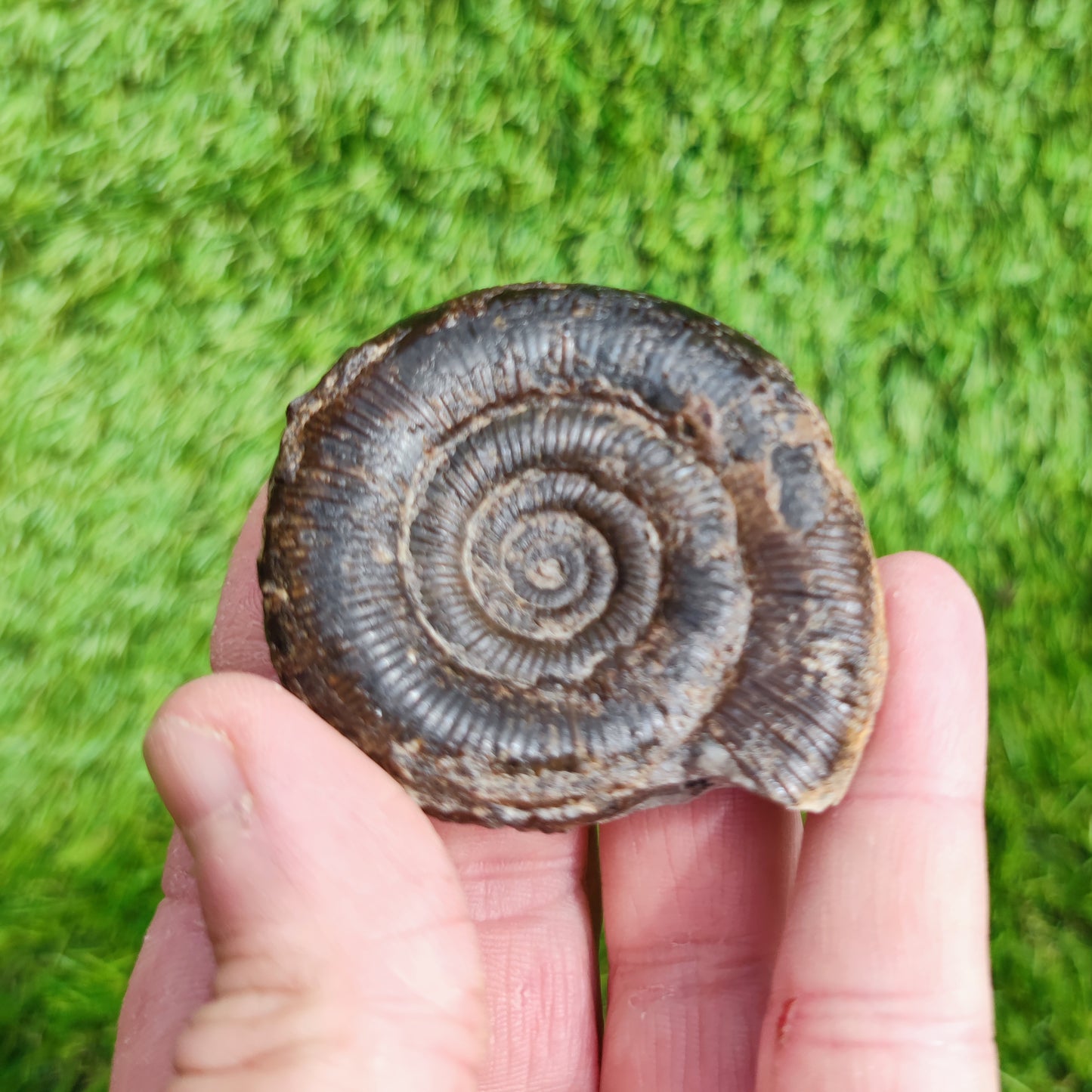 Dactylioceras tenuicostatum ammonite fossil Whitby