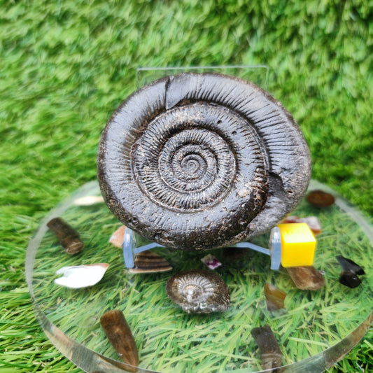Dactylioceras tenuicostatum ammonite fossiil Yorkshire