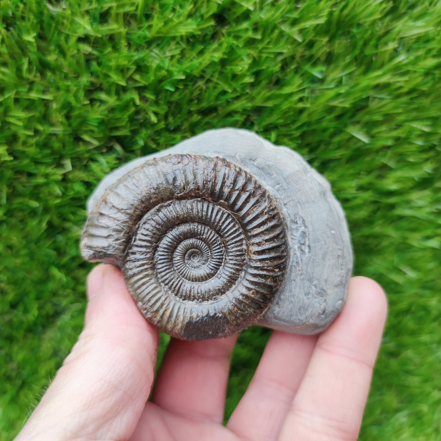 Whitby ammonite fossil Dactylioceras