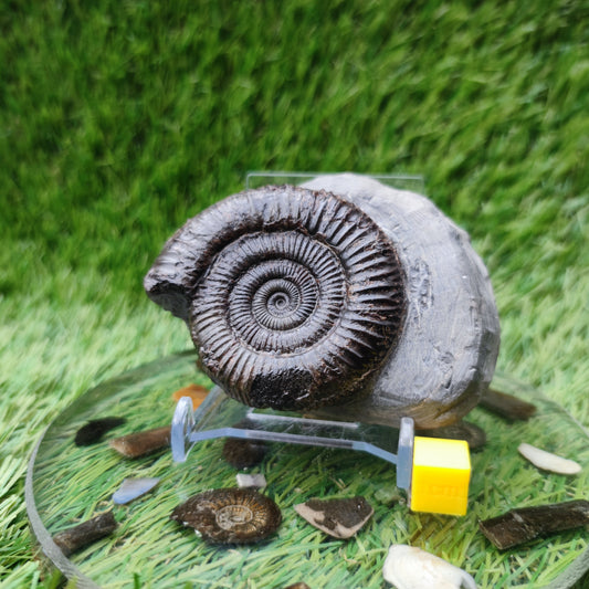 Whitby ammonite fossil Dactylioceras