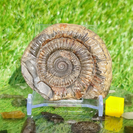 Dactylioceras Whitby ammonite fossil Yorkshire