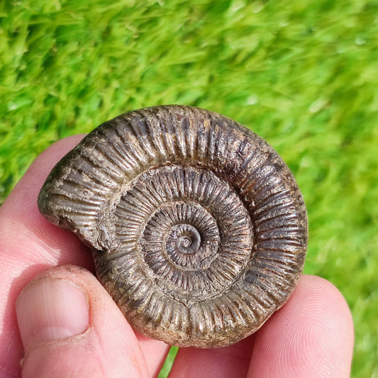 Whitby ammonite fossil dactylioceras
