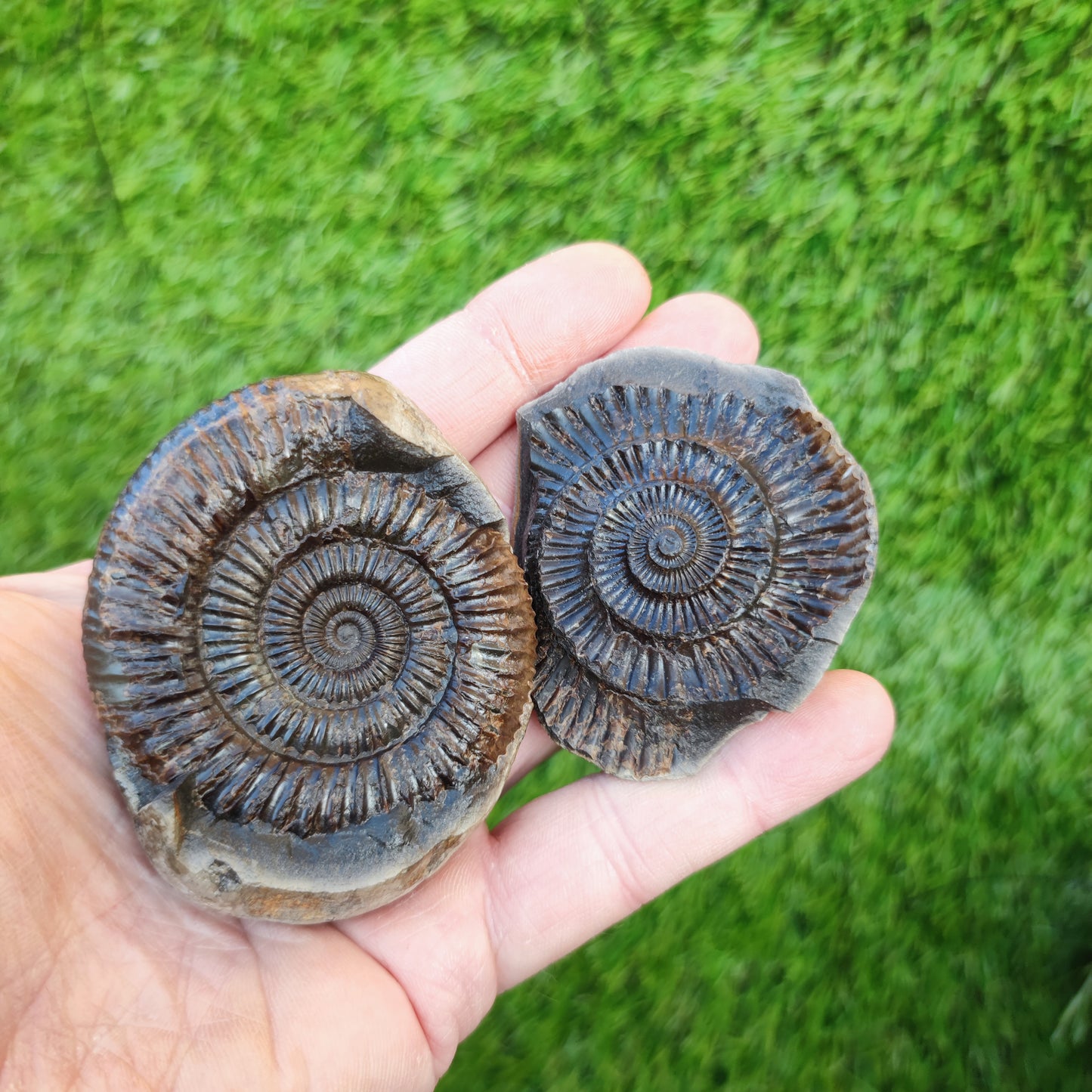 Ammonite split pair Whitby Jurassic coast