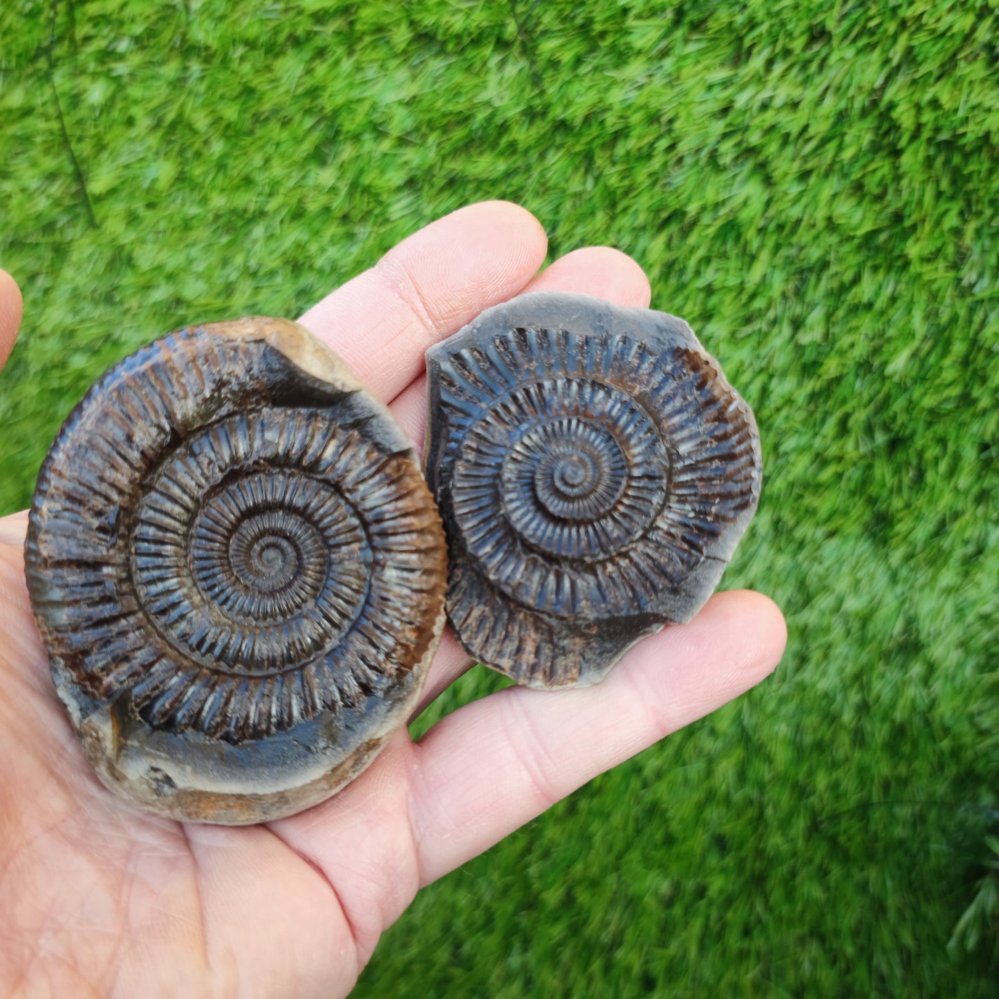 Ammonite split pair Whitby Jurassic coast