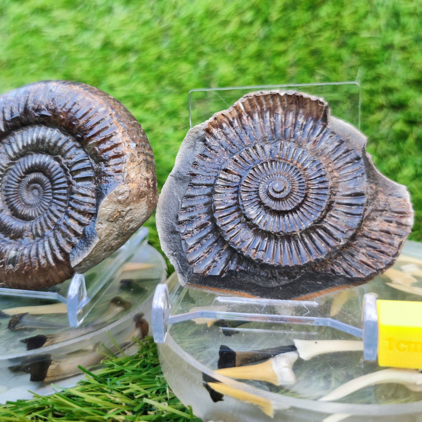 Ammonite split pair Whitby Jurassic coast