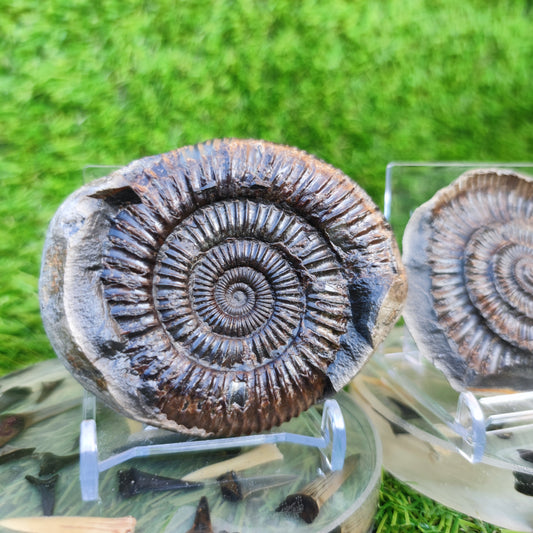 Ammonite split pair Whitby Jurassic coast