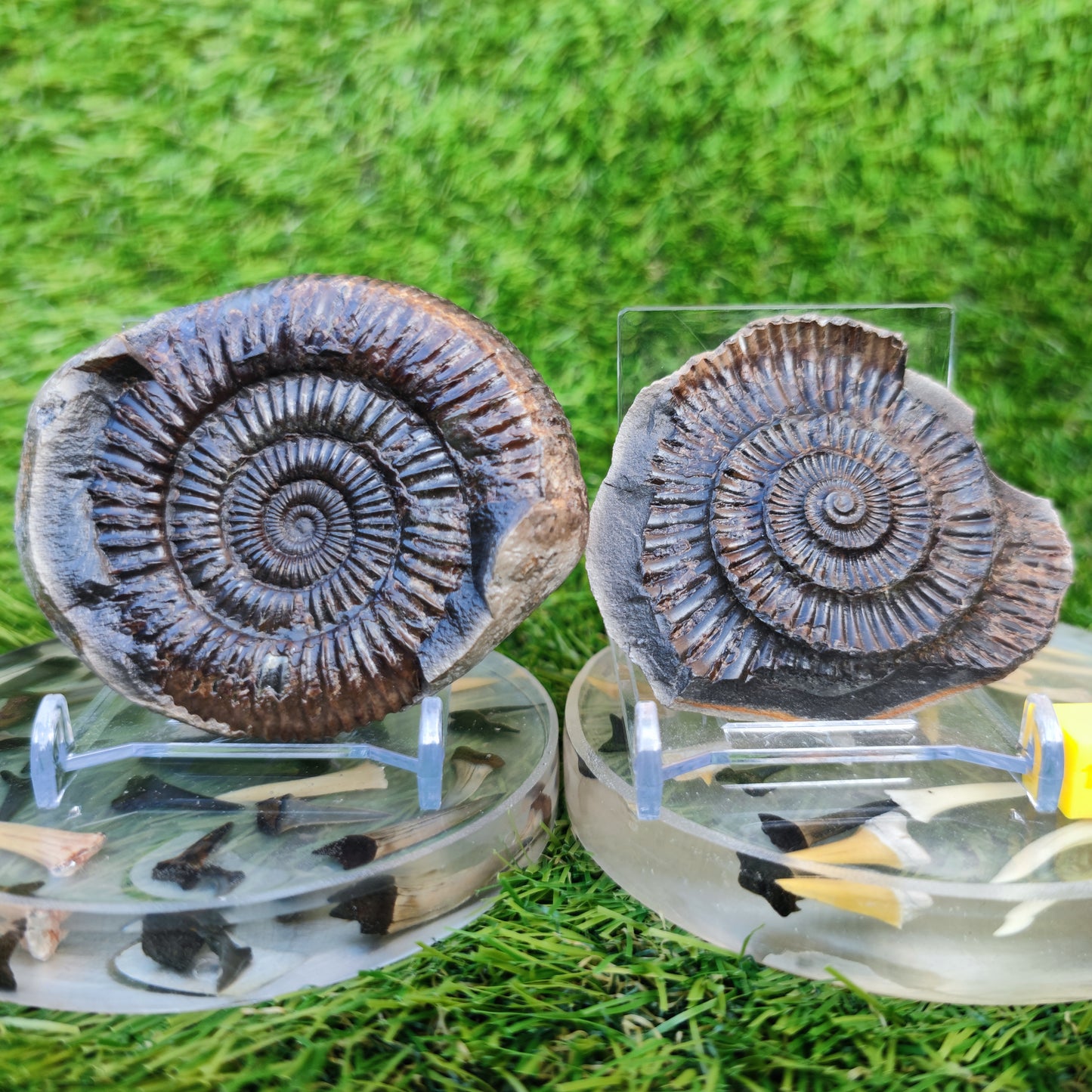 Ammonite split pair Whitby Jurassic coast
