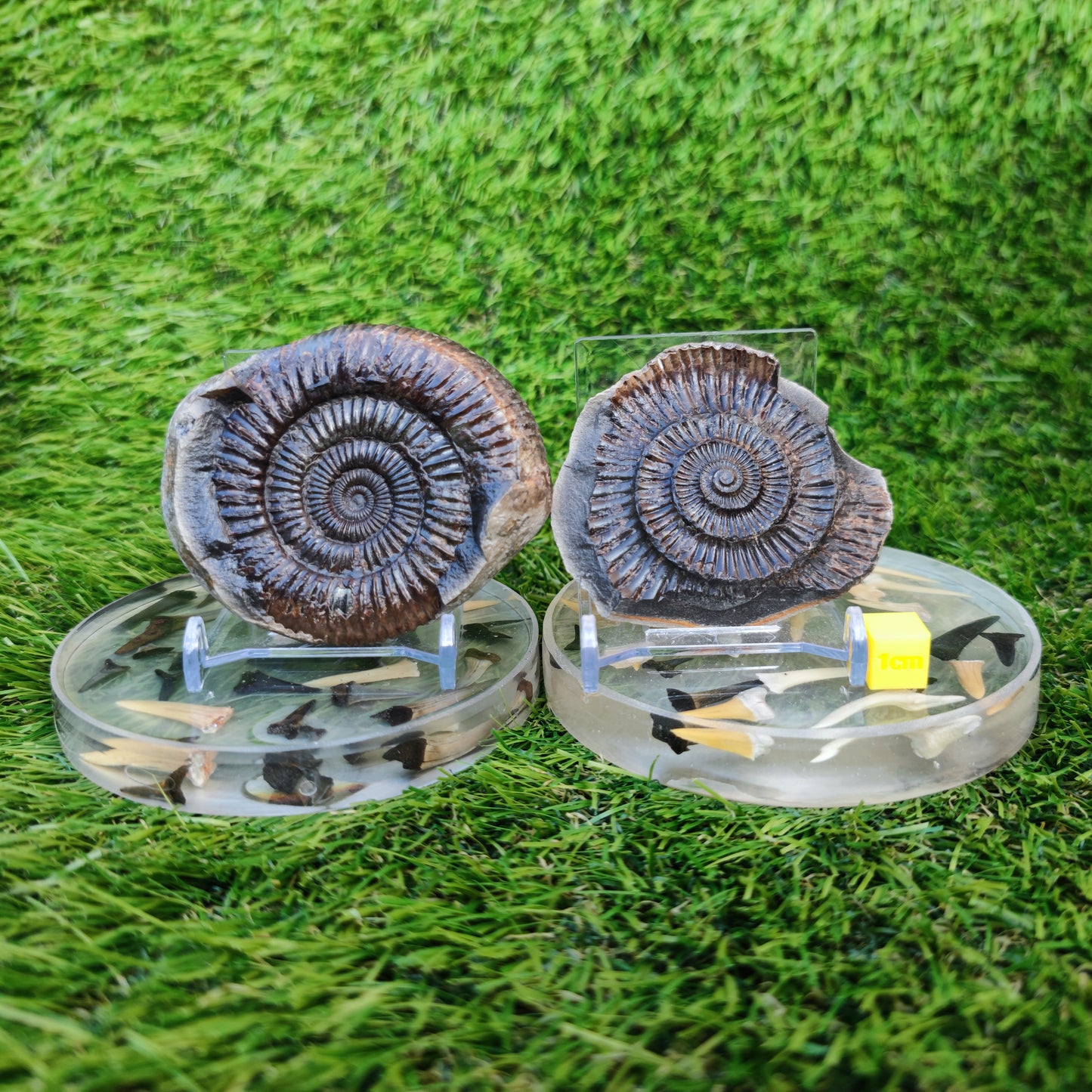 Ammonite split pair Whitby Jurassic coast