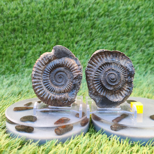 Ammonite fossil split pair North Yorkshire Fossils Whitby