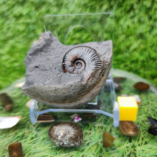 Whitby fossil eleganticeras ammonite
