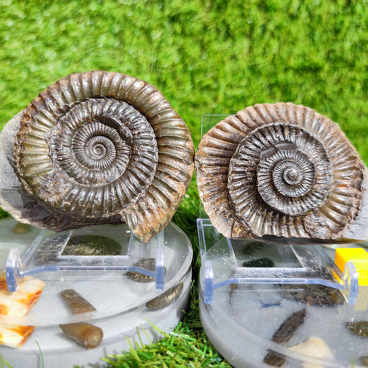Ammonite fossil split pair Port Mulgrave Yorkshire