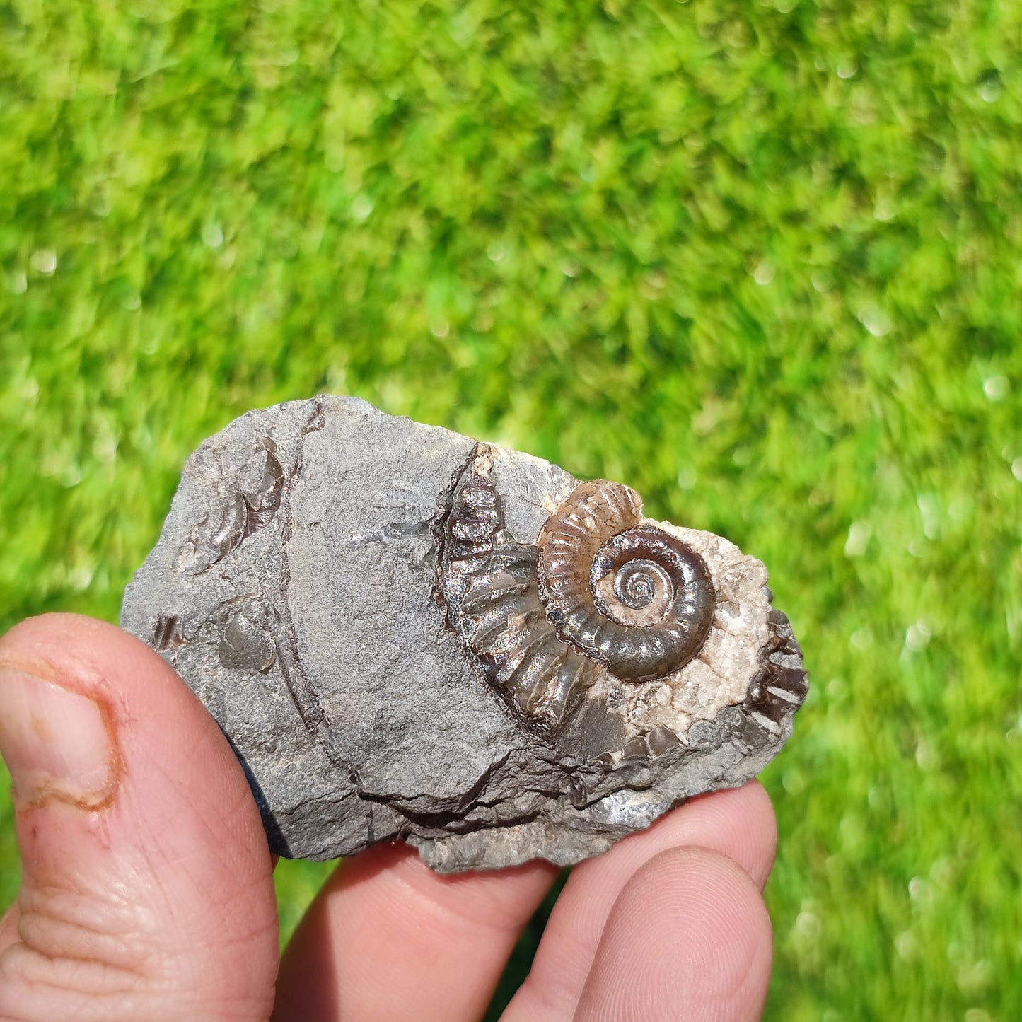 Arnioceras ammonite Holderness coast Yorkshire