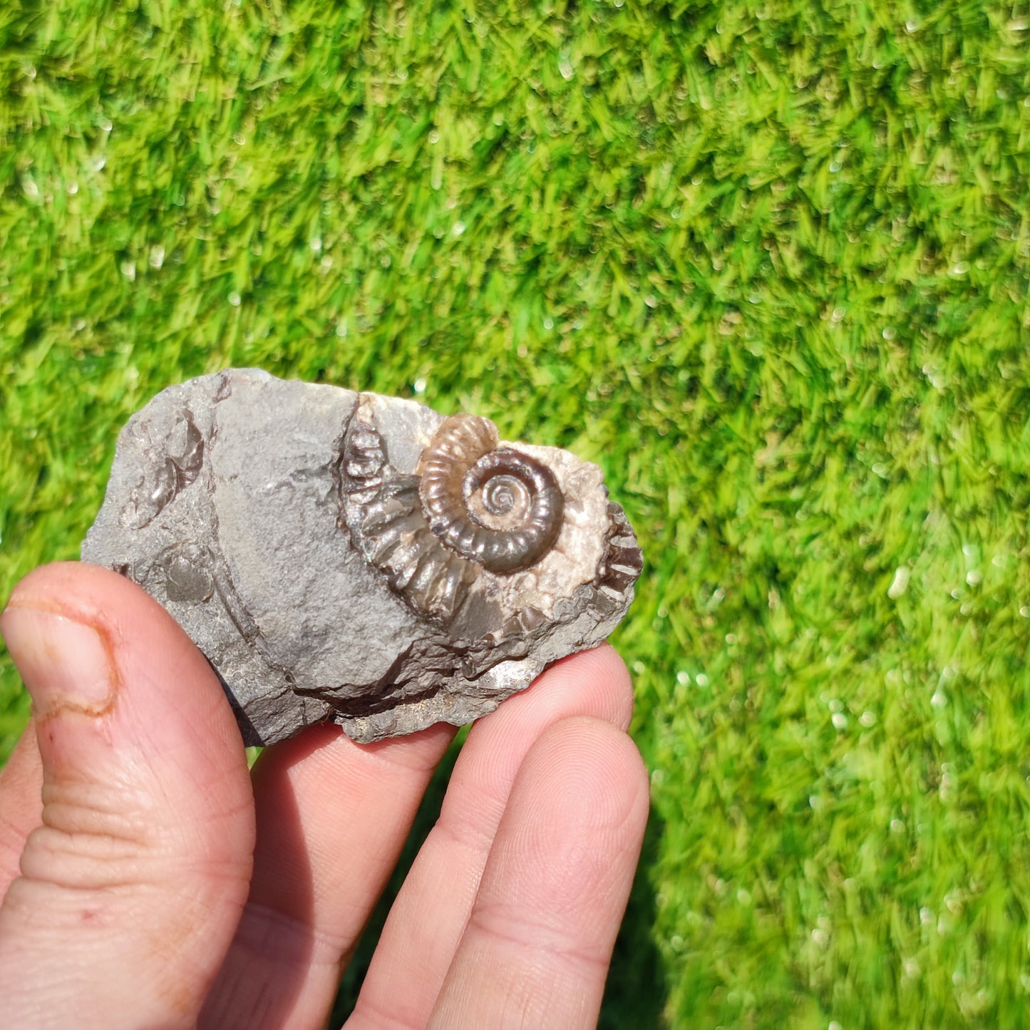 Arnioceras ammonite Holderness coast Yorkshire
