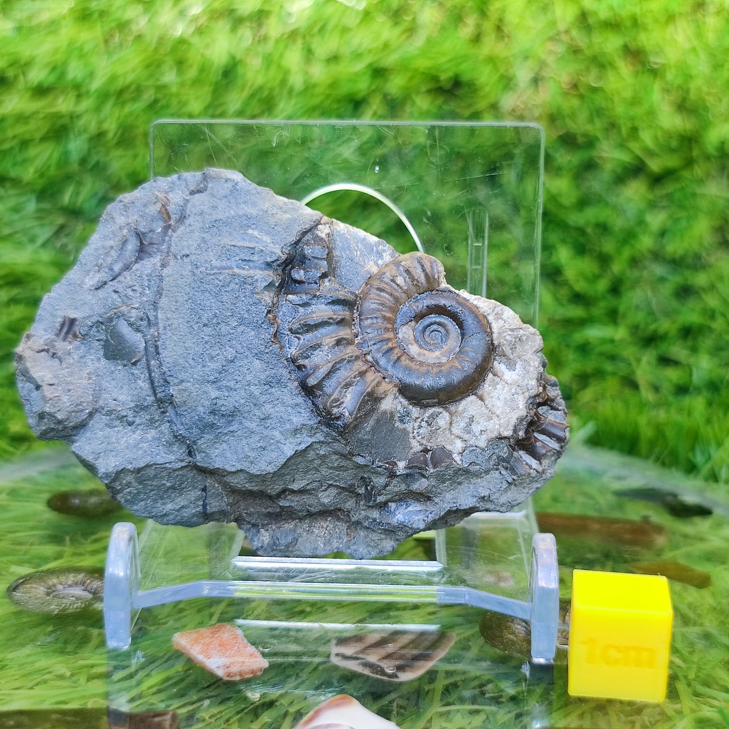 Arnioceras ammonite Holderness coast Yorkshire