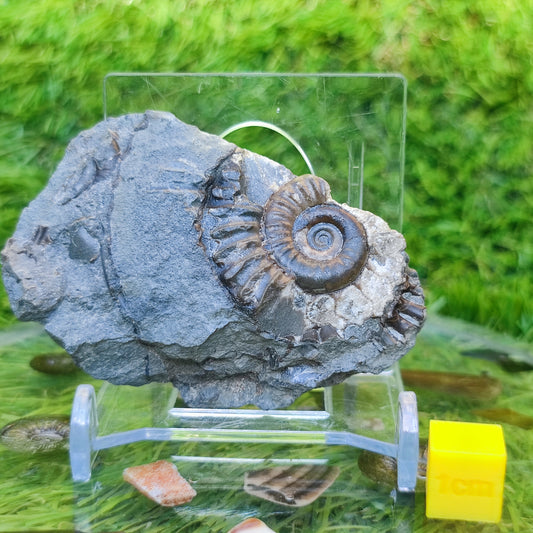 Arnioceras ammonite Holderness coast Yorkshire