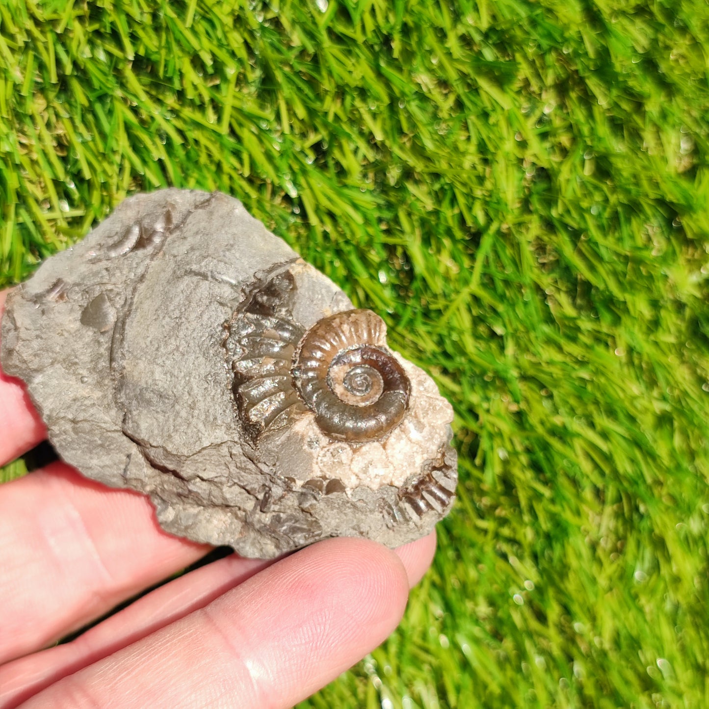 Arnioceras ammonite Holderness coast Yorkshire