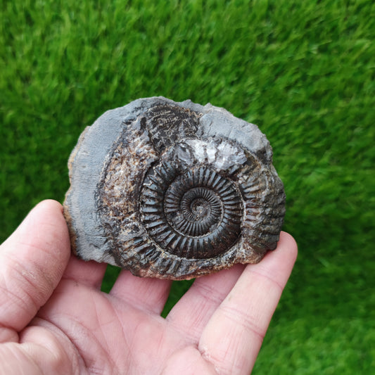 Whitby ammonite fossil