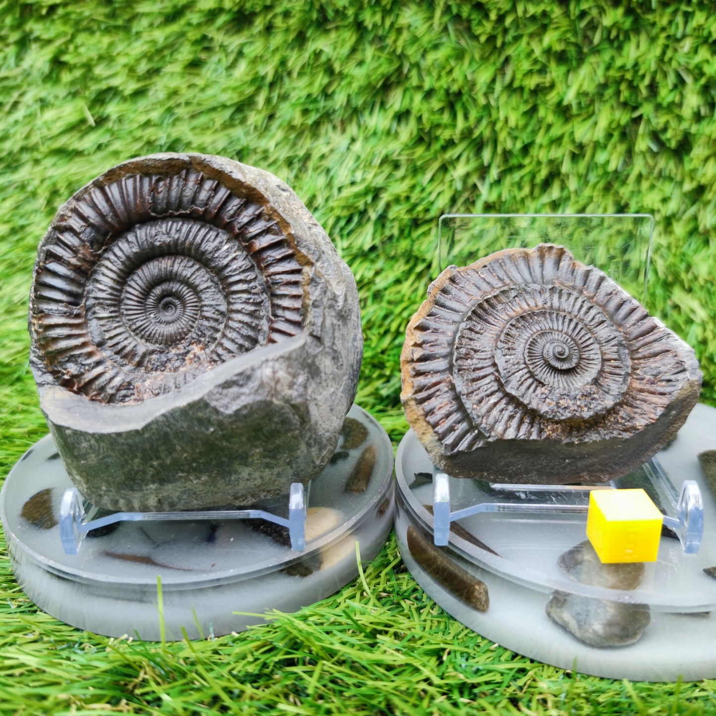 Dactylioceras ammonite fossil split pair Yorkshire UK