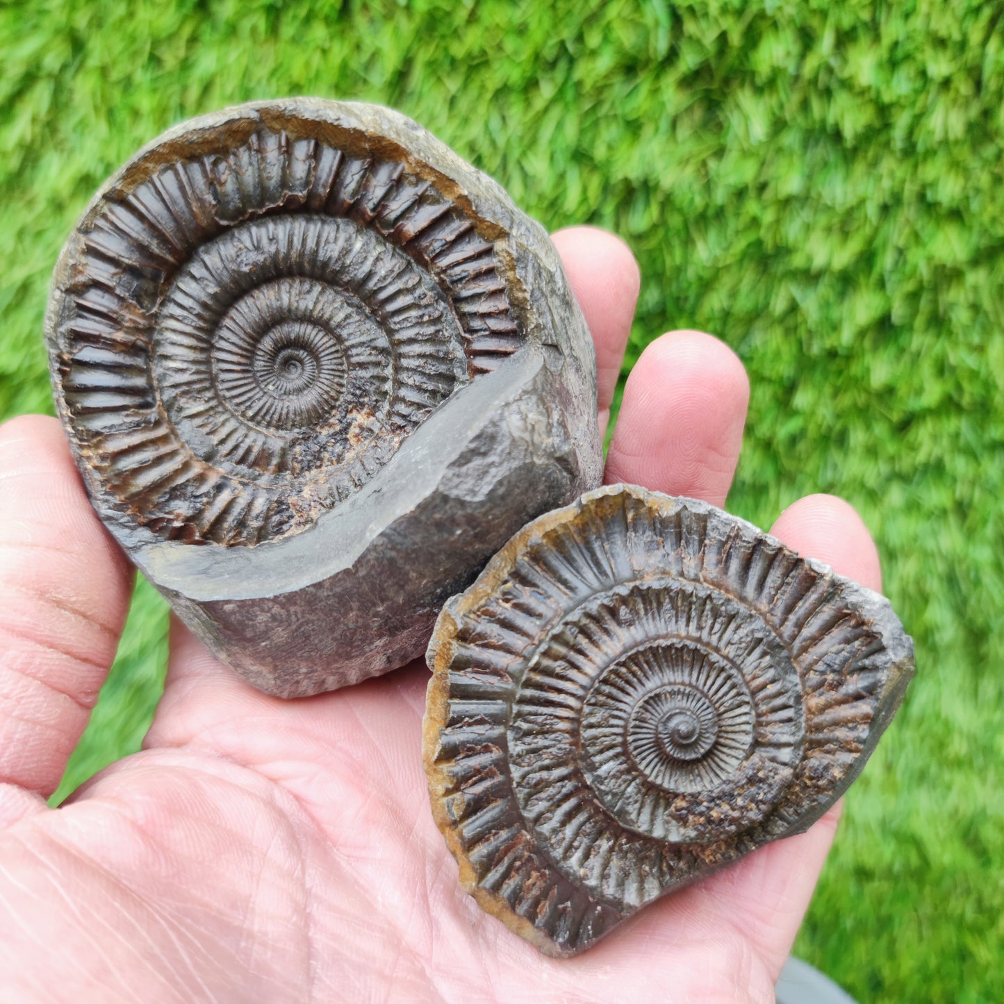 Dactylioceras ammonite fossil split pair Yorkshire UK