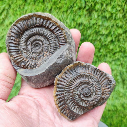Dactylioceras ammonite fossil split pair Yorkshire UK